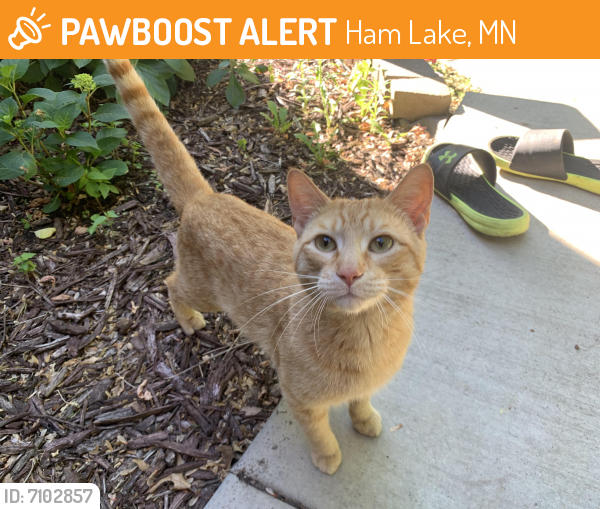 Rehomed Male Cat in Ham Lake, MN 55304 (ID 7102857) PawBoost