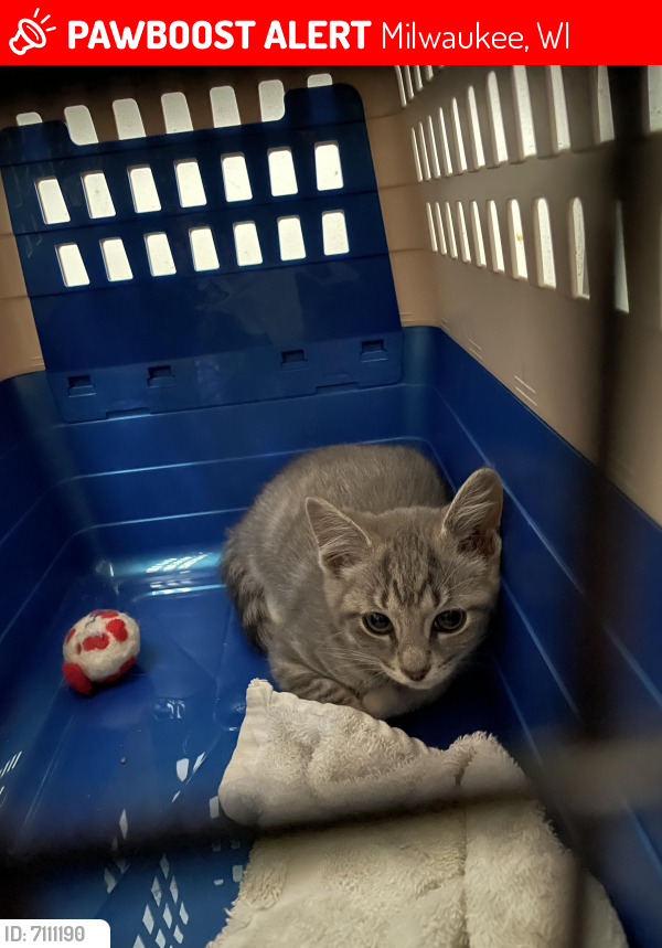 Lost Female Cat in Milwaukee, WI 53219 Named Tata (ID 7111190) PawBoost