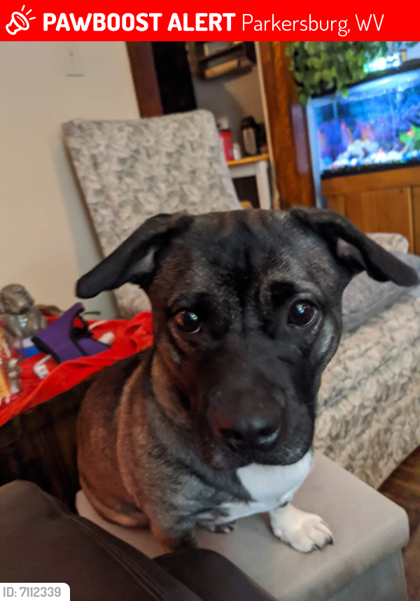 Lost Female Dog in Parkersburg, WV 26101 Named Hope (ID 7112339