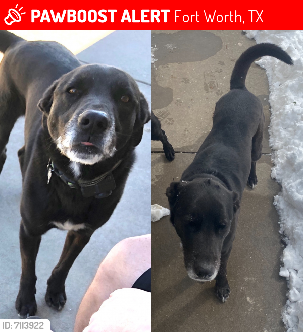 Lost Male Dog in Fort Worth, TX 76108 Named Prince (ID: 7113922) | PawBoost