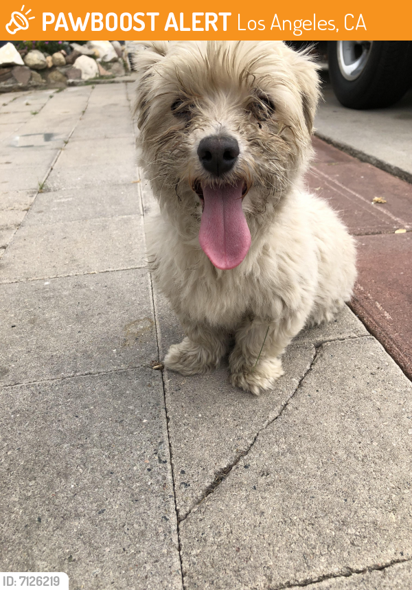 Found/Stray Male Dog in Los Angeles, CA 90003 (ID 7126219) PawBoost