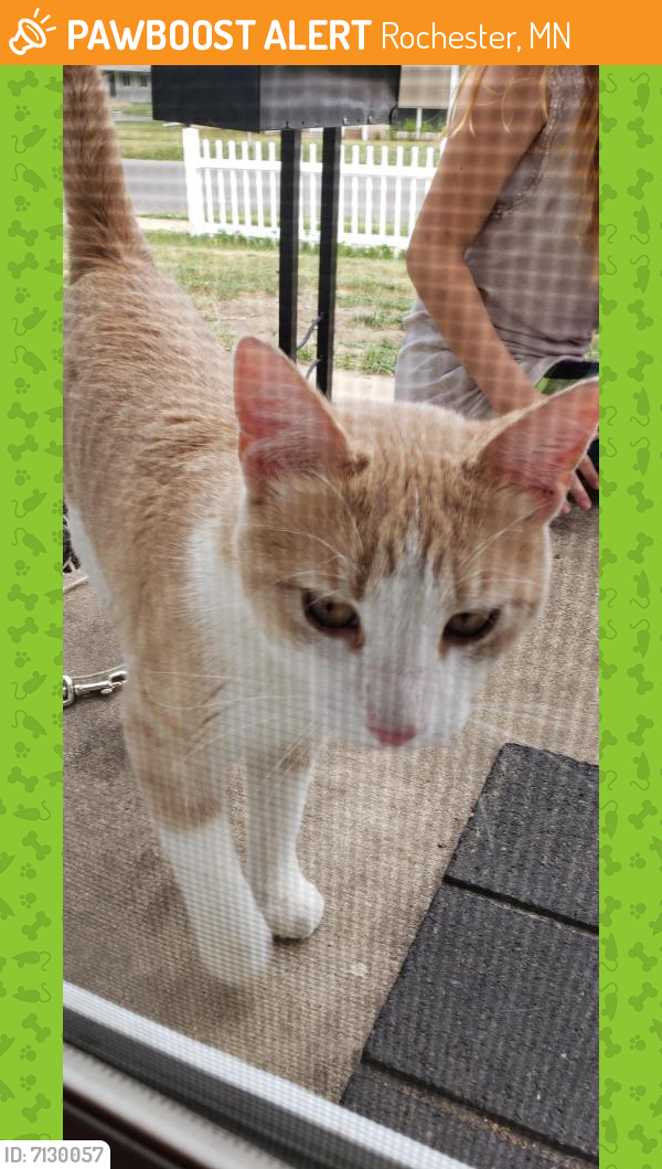 found-stray-cat-in-rochester-mn-55906-id-7130057-pawboost