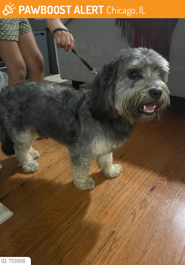 i found a stray dog and want to keep it i found a stray dog and want to keep it
