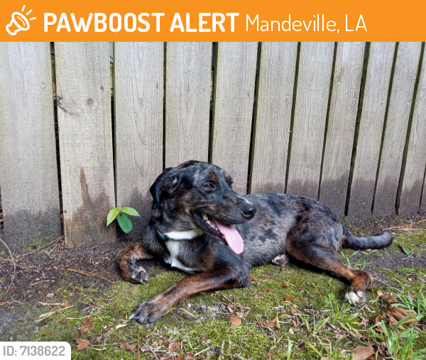 Found/Stray Female Dog in Mandeville, LA 70448 (ID 7138622) PawBoost