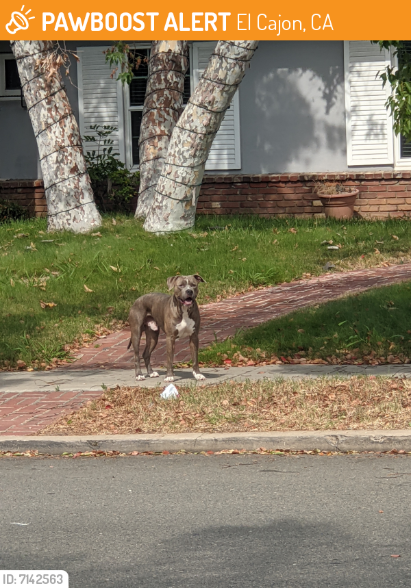 Found/Stray Dog in El Cajon, CA 92020 (ID: 7142563) | PawBoost