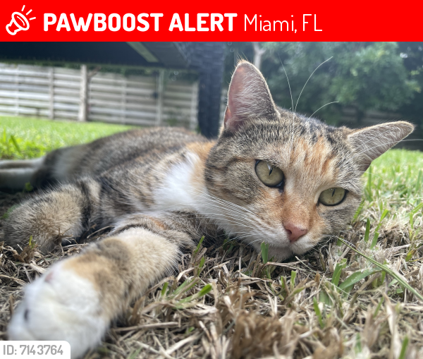 Lost Female Cat In Miami, FL 33176 Named Cookie (ID: 7143764) | PawBoost