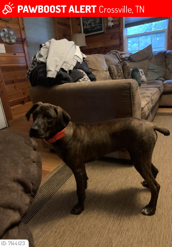 Lost Male Dog in Crossville, TN 38572 Named Marco (ID 7144123) PawBoost