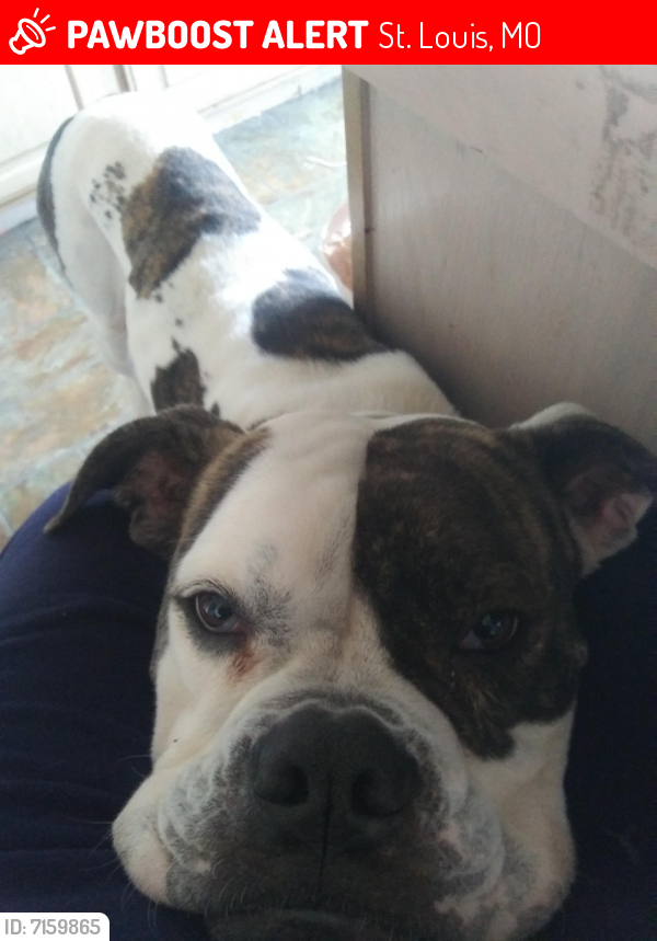 Found/Stray Male Dog in St. Louis, MO 63116 (ID 7159865) PawBoost