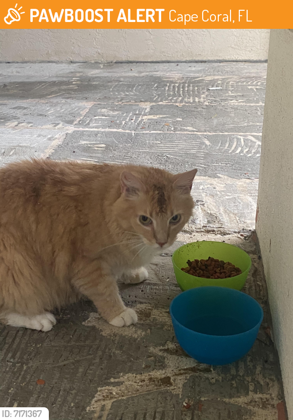Found/Stray Cat in Cape Coral, FL 33990 (ID 7171367) PawBoost