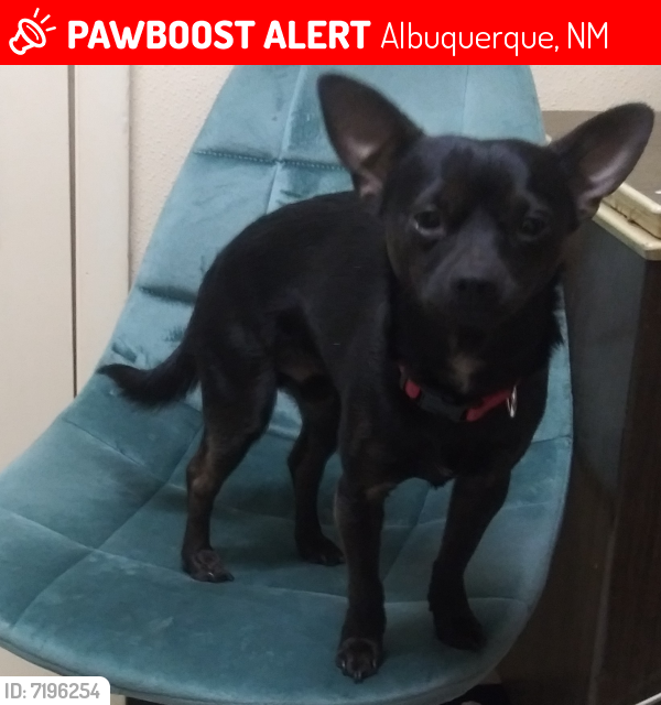 Lost Male Dog In Albuquerque Nm 87106 Named Rowdy Id 7196254 Pawboost