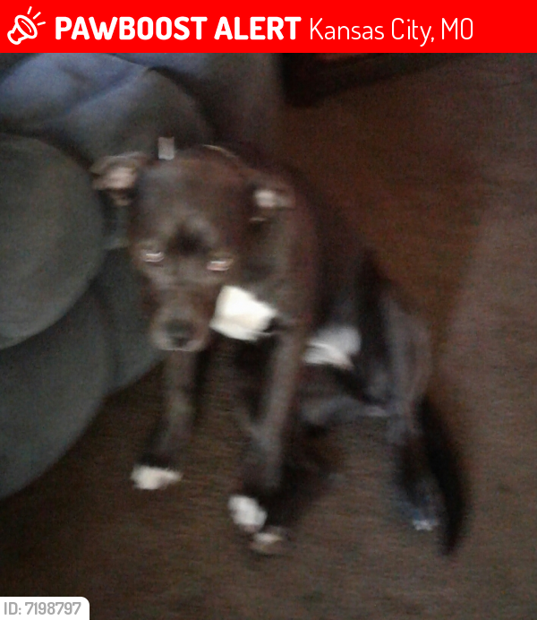 Lost Female Dog in Kansas City, MO 64132 Named FRANKI (ID: 7198797