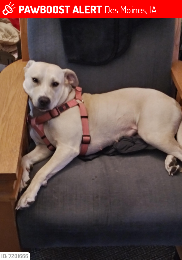 Craigslist Pets Des Moines Ia Wellness info for pet parents