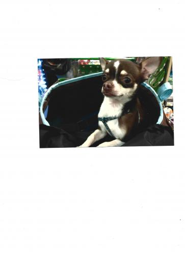 Lost Male Dog last seen State Rd. 7 and Hollywood Blvd.  Hollywood, FL, Hollywood, FL 33023
