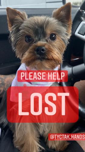 Lost Female Dog last seen Between postal office and west bird cndmnium , Miami, FL 33175