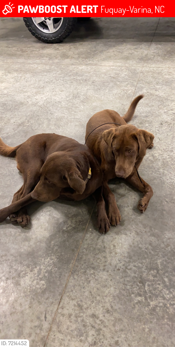 Lost Male Dog in FuquayVarina, NC 27526 Named Nash & Remi (ID 7214452