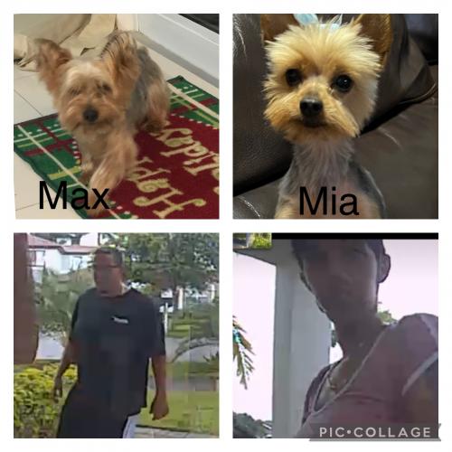 Lost Unknown Dog last seen Near And Coral Way, Kendall West, FL 33185