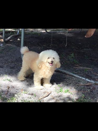 Lost Male Dog last seen Near nw 198th miami garden fla. 33169 , Miami, FL 33169
