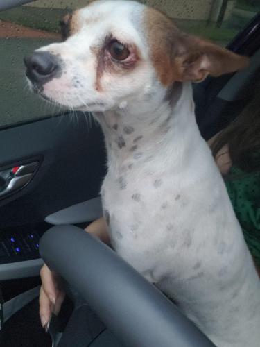 Found/Stray Male Dog last seen Near NW 47th Ave, Opa-locka, FL 33054, USA, Opa-locka, FL 33054