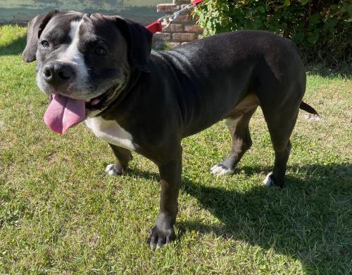 Found/Stray Male Dog last seen South Western Avenue & West Orange Avenue, Anaheim, CA, USA, Anaheim, CA 92804