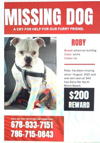 Lost Male Dog last seen Near Ives Dairy Road, Miami, FL, USA, Miami, FL 33179