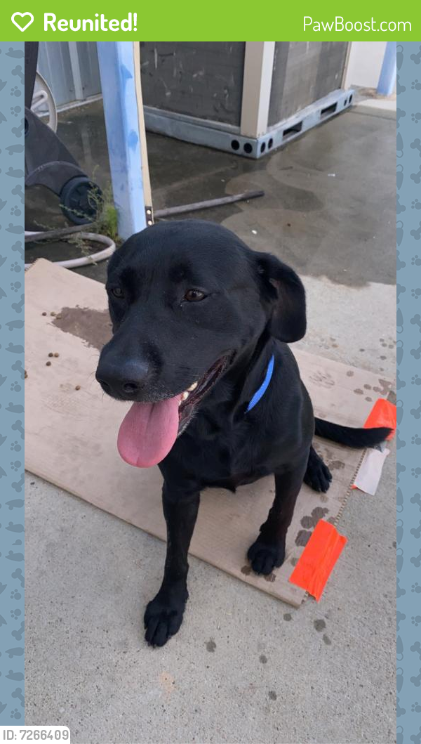 Reunited Male Dog in Houston, TX 77066 (ID 7266409) PawBoost